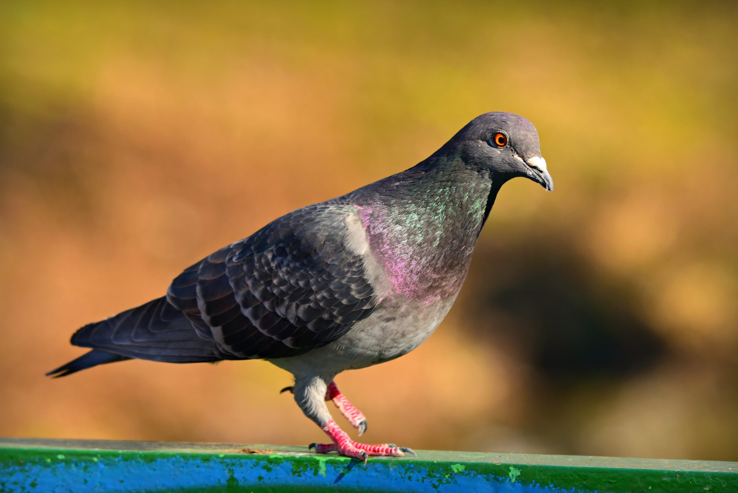 Απώθηση πτηνών - Γενικές πληροφορίες για τα πτηνά