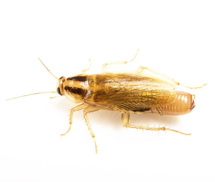 Κατσαρίδα - Blattella germanica