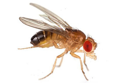Μύγες - Drosophilidae